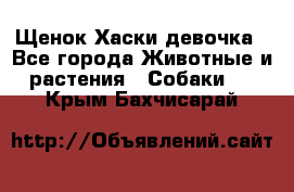 Щенок Хаски девочка - Все города Животные и растения » Собаки   . Крым,Бахчисарай